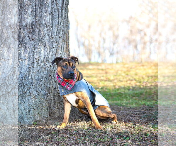 Medium Photo #3 Boxer-Unknown Mix Puppy For Sale in Unionville, PA, USA