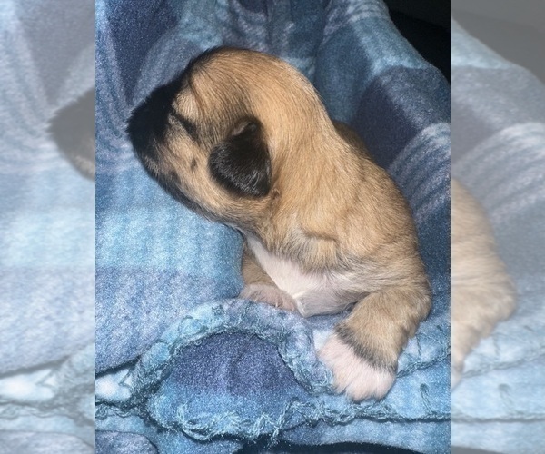 Medium Photo #3 Maltipoo (Miniature)-Shih Tzu Mix Puppy For Sale in MIDDLEBURG, FL, USA