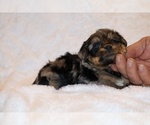 Small Photo #14 Poodle (Toy)-YorkiePoo Mix Puppy For Sale in DYERSBURG, TN, USA