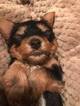 Small Photo #1 Yorkshire Terrier Puppy For Sale in SATSUMA, AL, USA