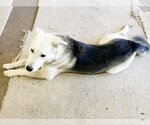 Small #3 Siberian Husky