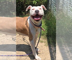 American Pit Bull Terrier Dogs for adoption in Glen Allen, VA, USA