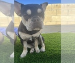 Small Photo #1 French Bulldog Puppy For Sale in OCEANSIDE, CA, USA