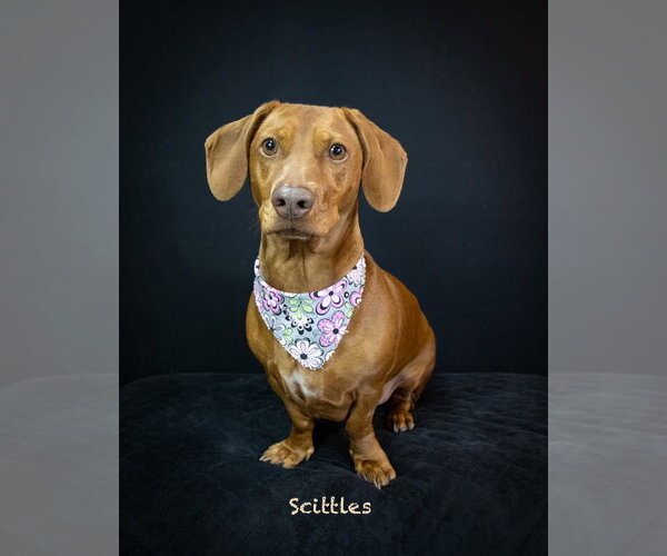 Medium Photo #1 Dachshund-Unknown Mix Puppy For Sale in Hot Springs Village, AR, USA