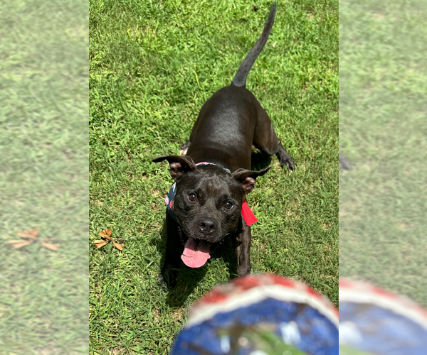 Medium Photo #6 Boxer-Unknown Mix Puppy For Sale in Decatur, GA, USA