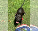 Small #5 Boxer Mix