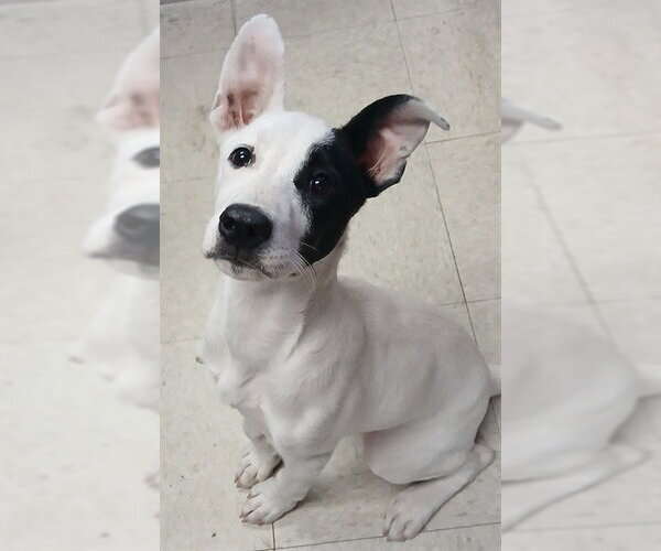 Medium Photo #1 Borador Puppy For Sale in Lodi, CA, USA