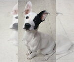 Small Borador