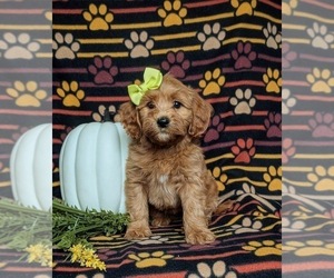 Goldendoodle (Miniature) Puppy for sale in STEVENS, PA, USA