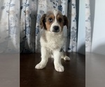 Small #9 Aussie-Corgi