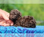 Small #5 Poodle (Toy)