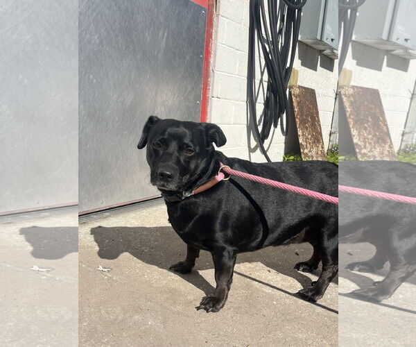 Medium Photo #6 Chiweenie Puppy For Sale in Sanford, FL, USA