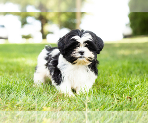 Shih Tzu Puppy for sale in NAPPANEE, IN, USA