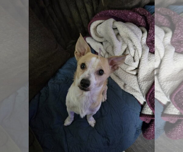 Medium Photo #1 Chihuahua-Unknown Mix Puppy For Sale in Aurora, CO, USA