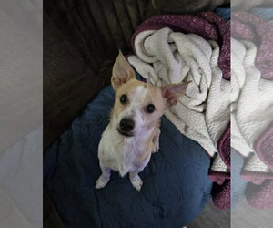 Chihuahua-Unknown Mix Dogs for adoption in Aurora, CO, USA