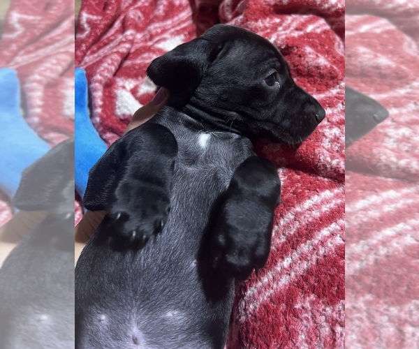 Medium Photo #3 German Shorthaired Pointer Puppy For Sale in HARRIETTA, MI, USA