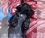 Puppy Echo German Shorthaired Pointer