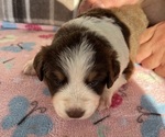 Puppy Puppy 2 Australian Shepherd