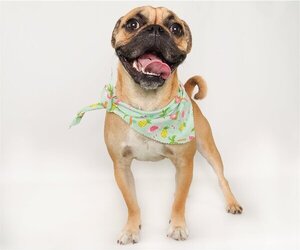 Frenchie Pug Dogs for adoption in phoenix, AZ, USA