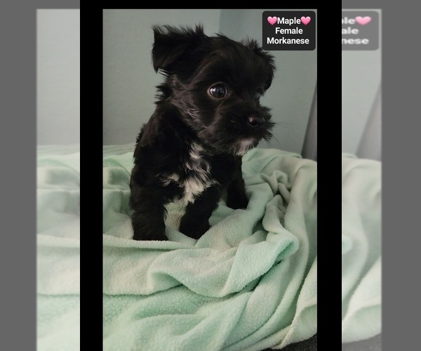 Medium Photo #2 Havanese-Morkie Mix Puppy For Sale in TUCSON, AZ, USA