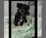 Small #1 Havanese-Morkie Mix