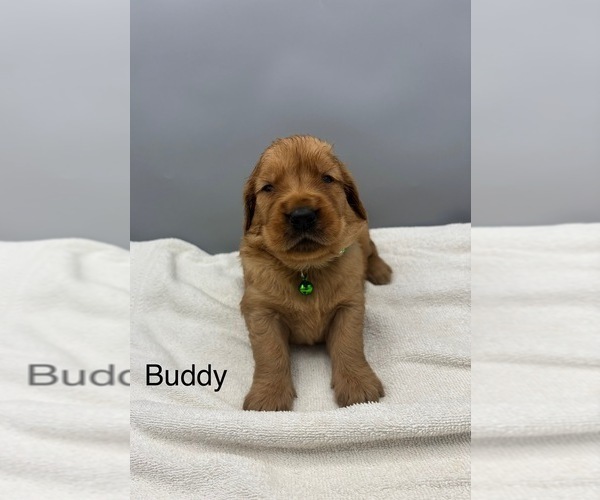 Medium Photo #7 Golden Retriever Puppy For Sale in FREDERICKSBG, OH, USA
