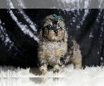 Small Photo #49 Poodle (Miniature) Puppy For Sale in WARSAW, IN, USA