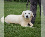 Small #1 Great Pyrenees
