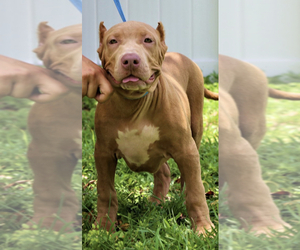 American Bully Puppy for sale in HOLLYWOOD, FL, USA
