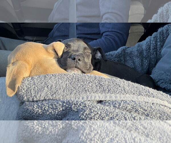 Medium Photo #3 Mutt Puppy For Sale in Derwood, MD, USA