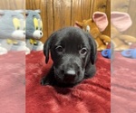 Small #11 Labrador Retriever