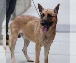 German Shepherd Dog Dogs for adoption in Modesto, CA, USA