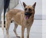 Small German Shepherd Dog