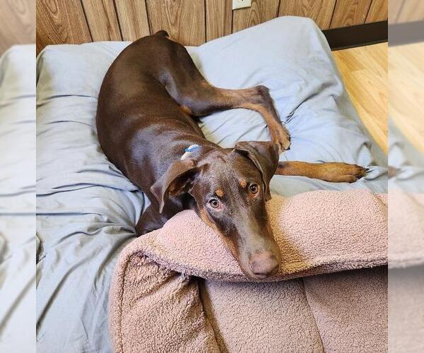 Medium Photo #4 Doberman Pinscher Puppy For Sale in Parlier, CA, USA