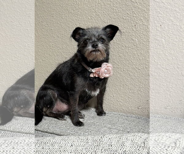 Medium Photo #2 Brussels Griffon-Unknown Mix Puppy For Sale in Phoenix, AZ, USA