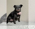 Small #1 Brussels Griffon Mix