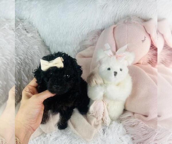 Medium Photo #3 Poodle (Toy) Puppy For Sale in THONOTOSASSA, FL, USA