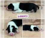 Puppy Liberty Pembroke Welsh Corgi