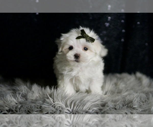 Medium Photo #3 Maltese Puppy For Sale in WARSAW, IN, USA