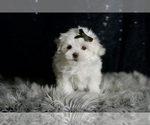 Small #2 Maltese
