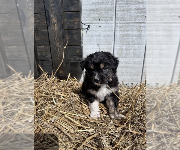 Medium Photo #1 Australian Shepherd Puppy For Sale in FREETOWN, IN, USA