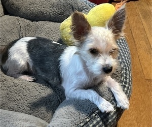 Mother of the Yorkshire Terrier puppies born on 05/15/2025
