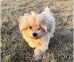 Maltipoo (Miniature) Puppy for sale in MARYVILLE, MO, USA