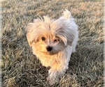 Small Maltipoo (Miniature)