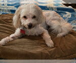 Small Photo #6 Maltipoo (Miniature) Puppy For Sale in San Diego, CA, USA