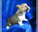 Small Photo #11 Pembroke Welsh Corgi Puppy For Sale in NORWOOD, MO, USA