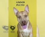 Small #1 American Pit Bull Terrier