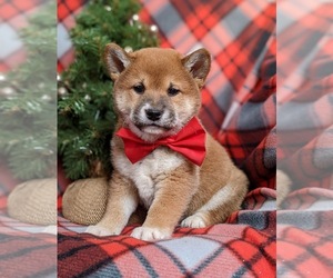 Shiba Inu Puppy for sale in OXFORD, PA, USA