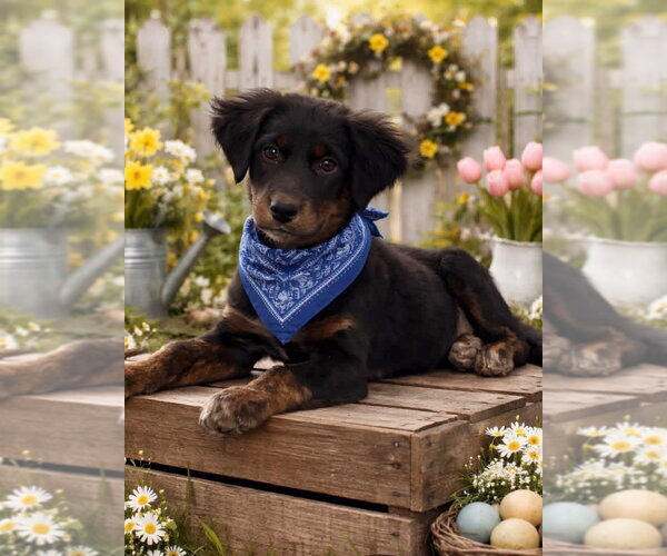 Medium Photo #1 Australian Shepherd-Unknown Mix Puppy For Sale in Claremore, OK, USA