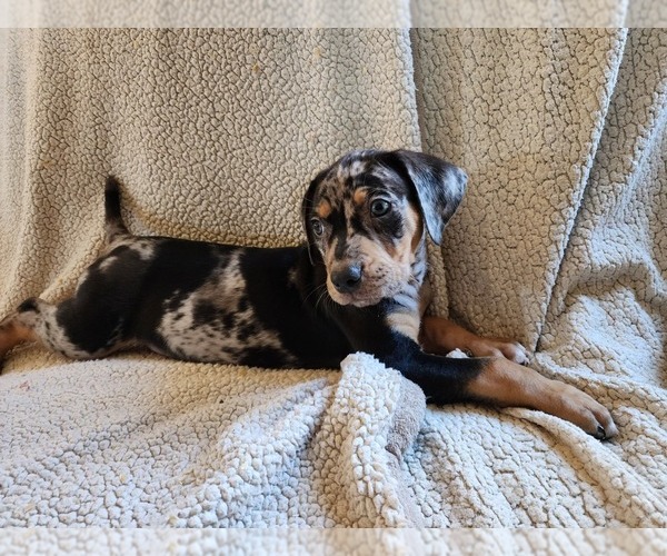 Medium Photo #7 Catahoula Leopard Dog Puppy For Sale in CUMBY, TX, USA